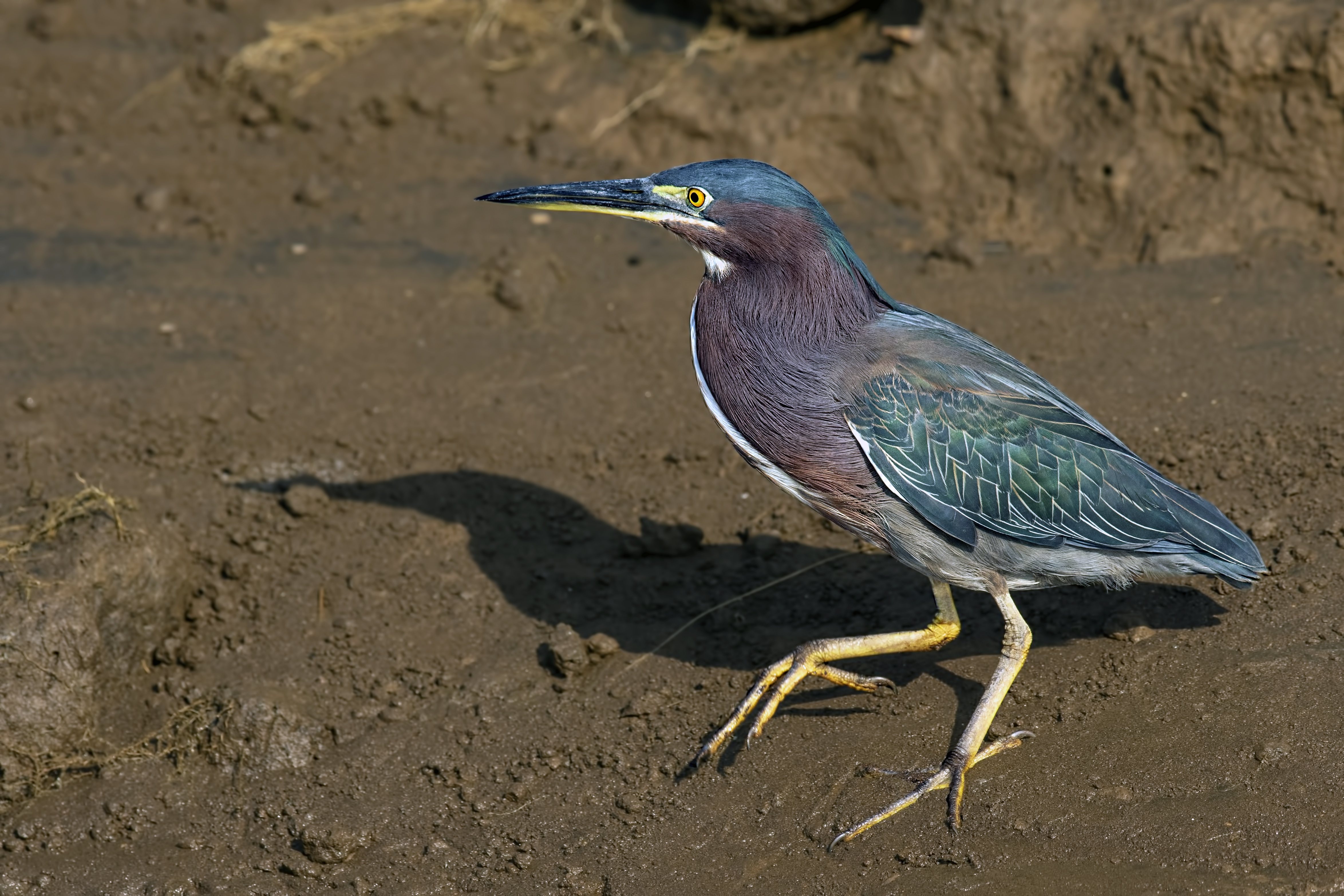 Green Heron — Ana fotoğraf